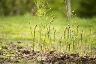 Red Asparagus Root (Asparagus cochinchinensis)