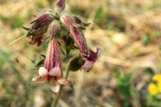 Rehmannia Root