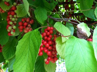 Schizandra Fruit