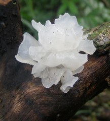 Tremella Mushroom