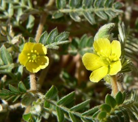 Tribulus