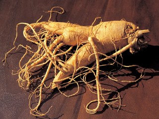 Wild Ginseng Root