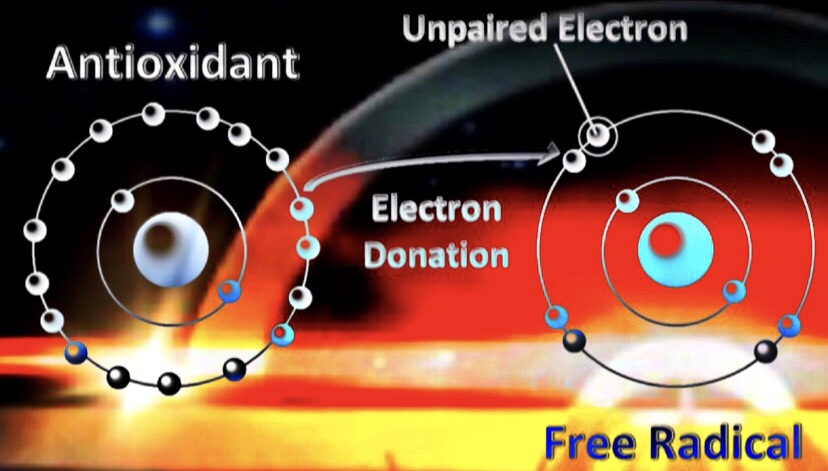 Oxidative Stress – The Scientific Studies