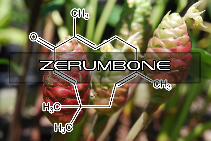 Benefits of Zerumbone | Interstellar Blends | Activate Your Super Powers!